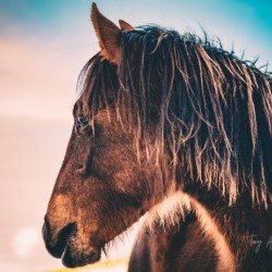 Artistic Horse Hi Res   A3